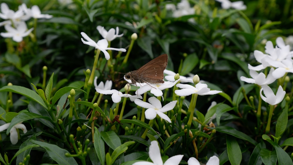 a brown and white butterfly sitting on a white flower