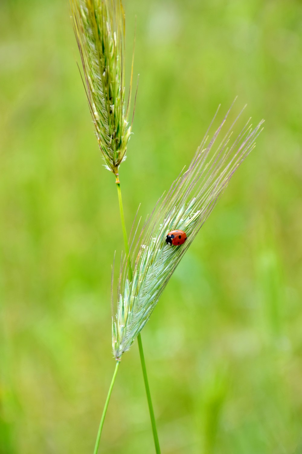 Ein Marienkäfer sitzt auf einer grünen Pflanze