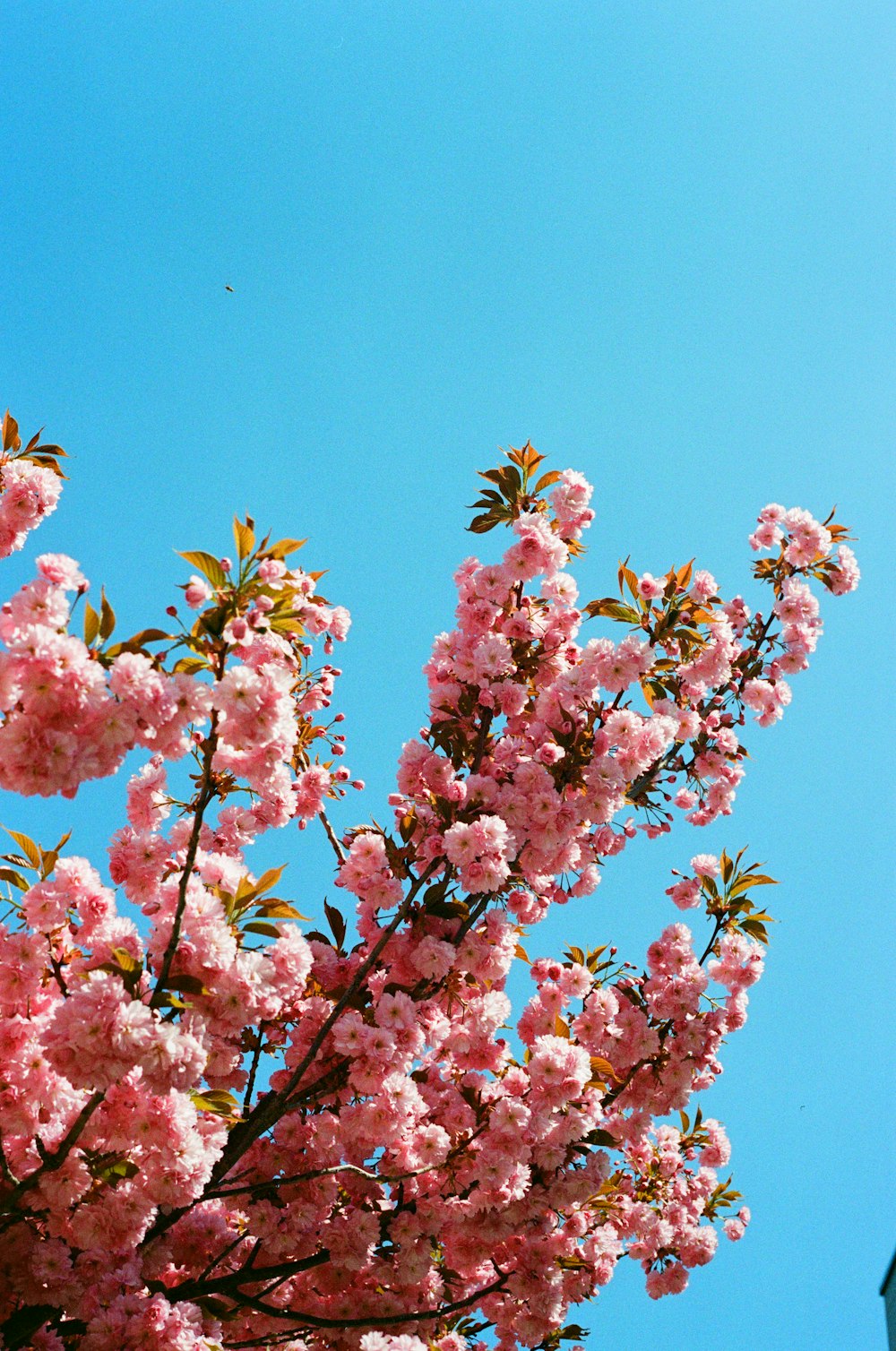 a tree with pink flowers in front of a blue sky