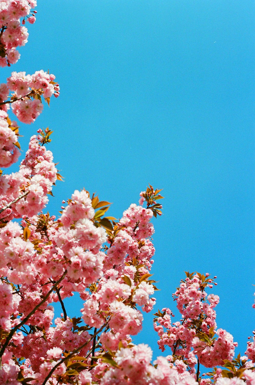 a close up of a flower