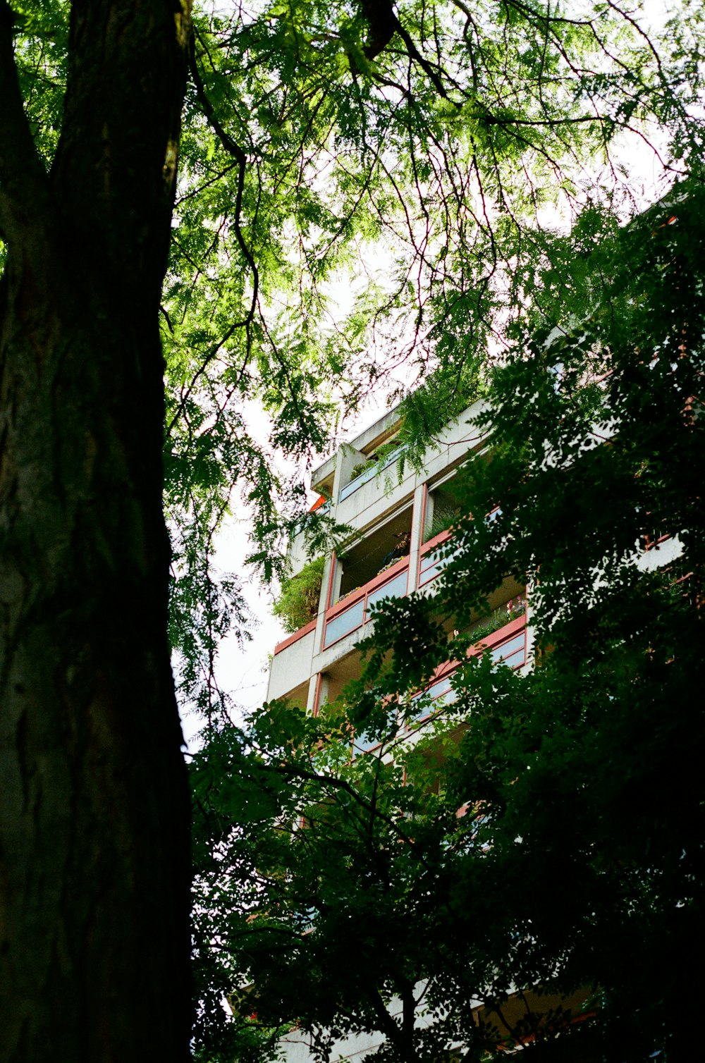 Un edificio alto sentado junto a un exuberante bosque verde
