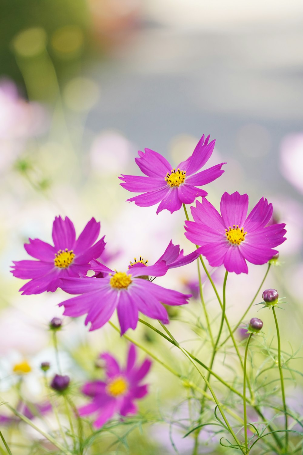 a close up of a flower