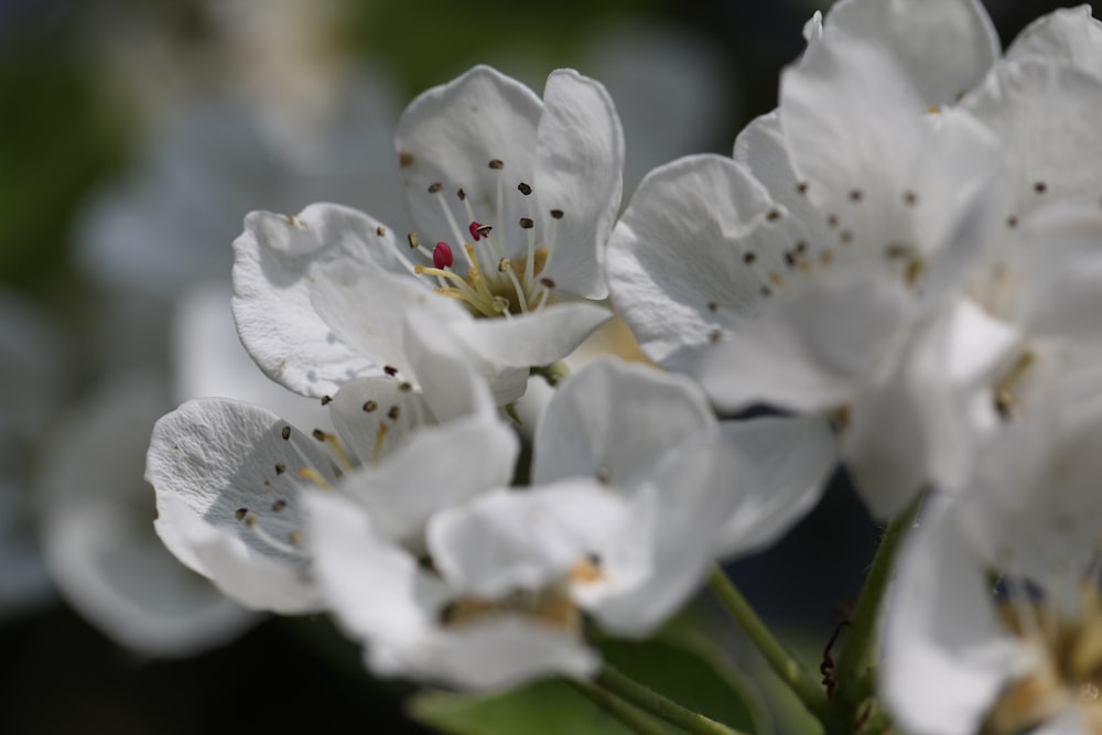 a close up of a flower