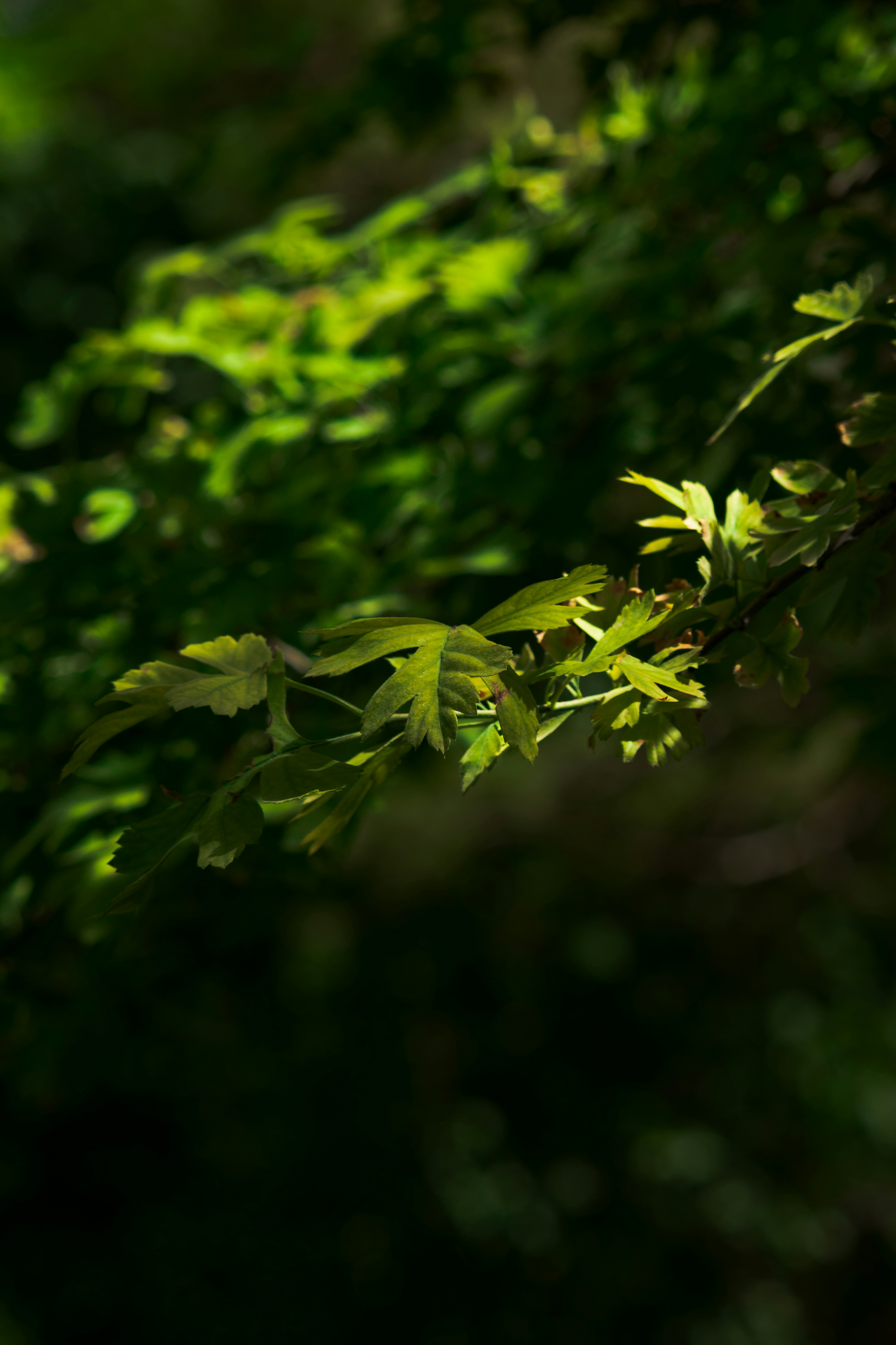 Photo by sinabahar76