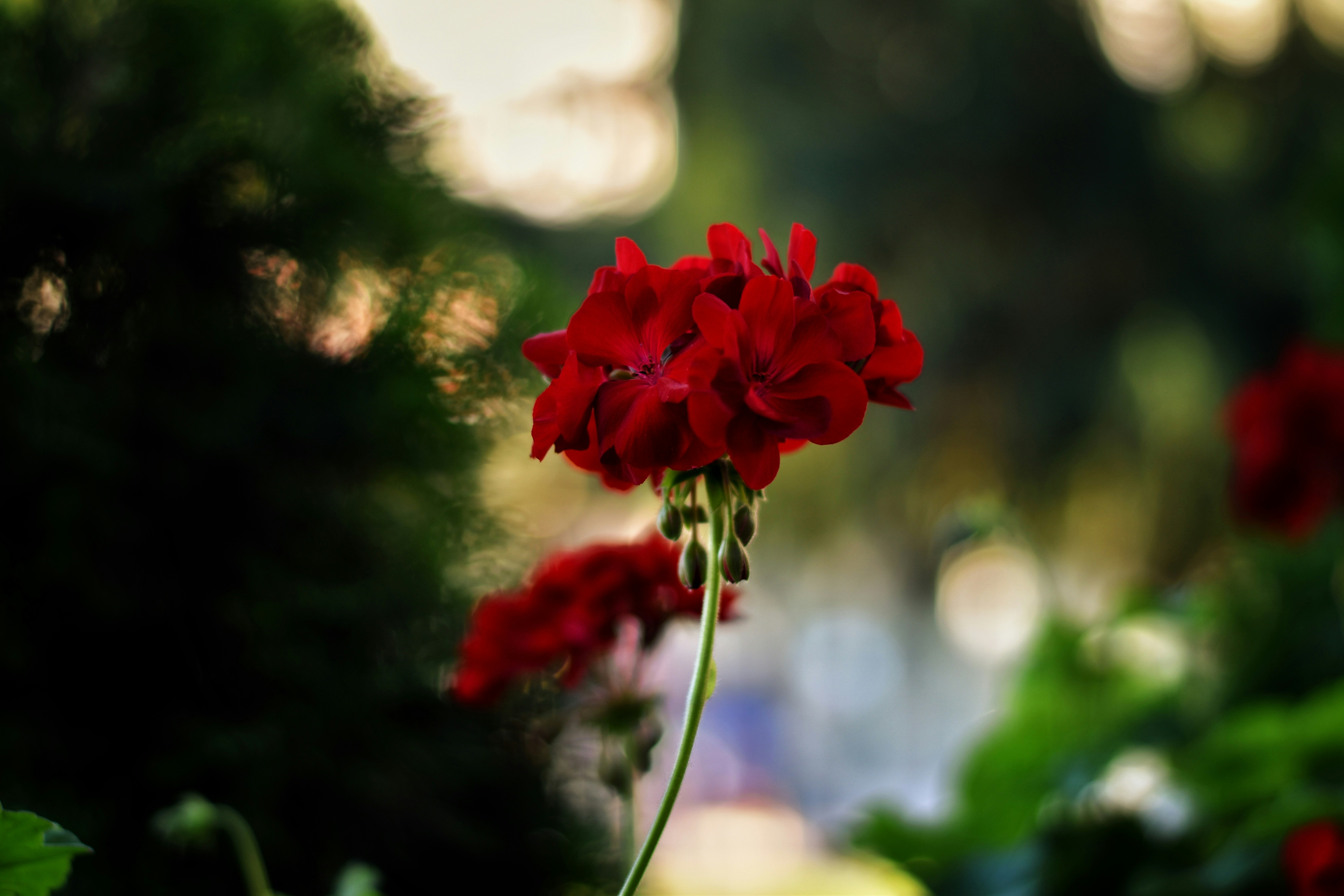 Photo by cinemanja