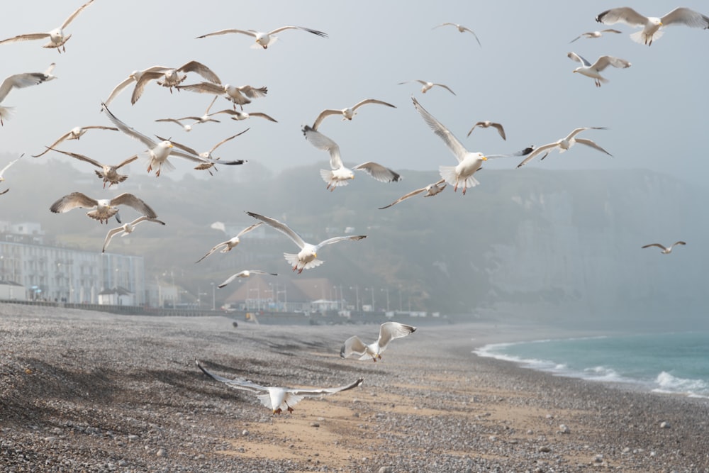 a flock of seagulls flying over a sandy beach