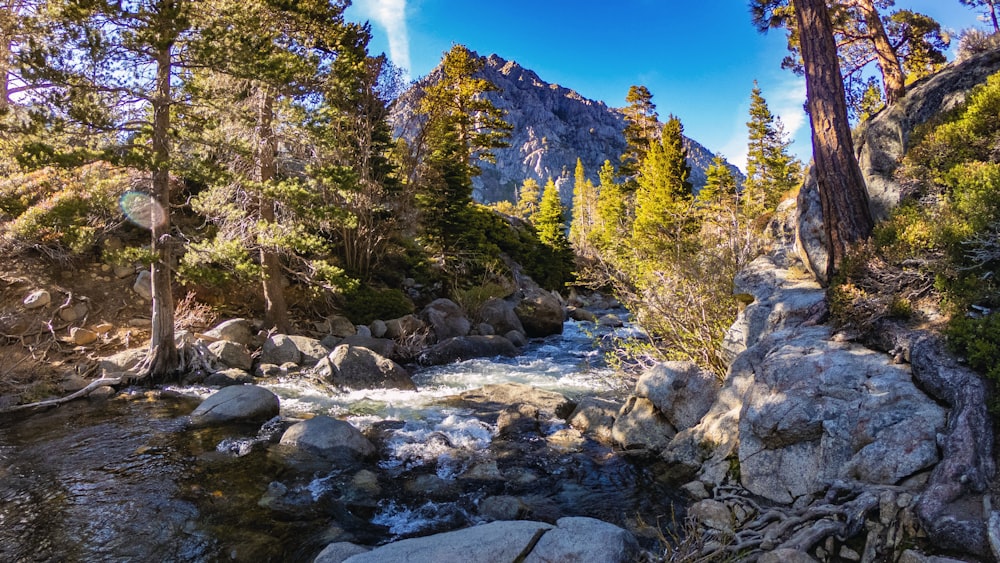 a river running through a forest filled with rocks