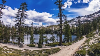 A serene Alberta landscape with a calm lake and pine trees, symbolizing peace and healing.