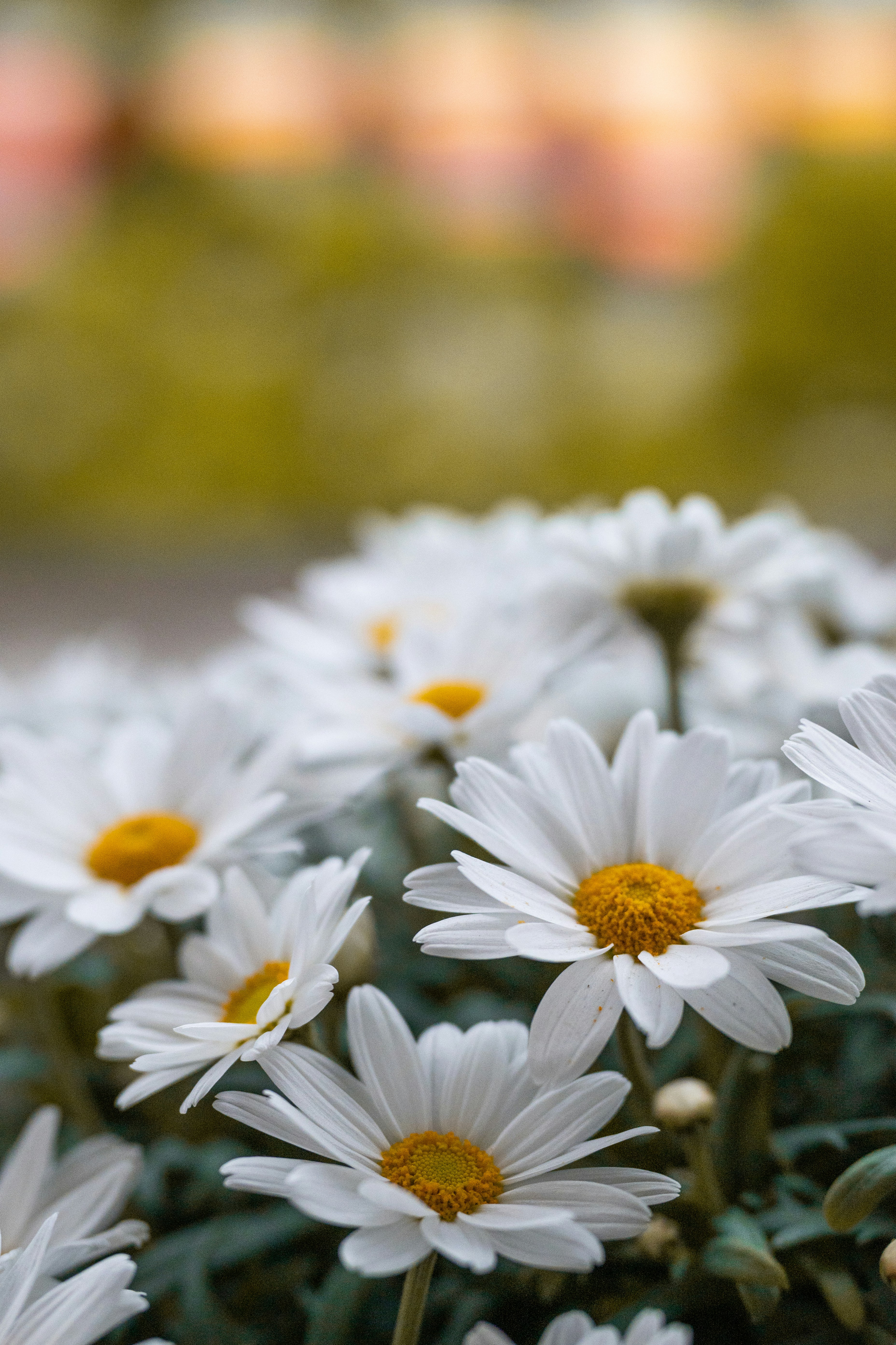 Photo by melanieweidmann_photography