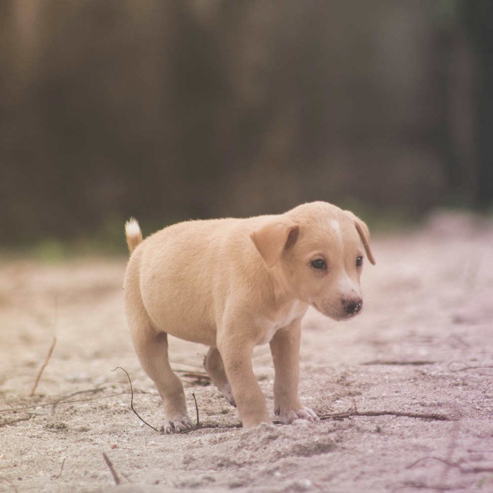 a small puppy standing on a dirt road