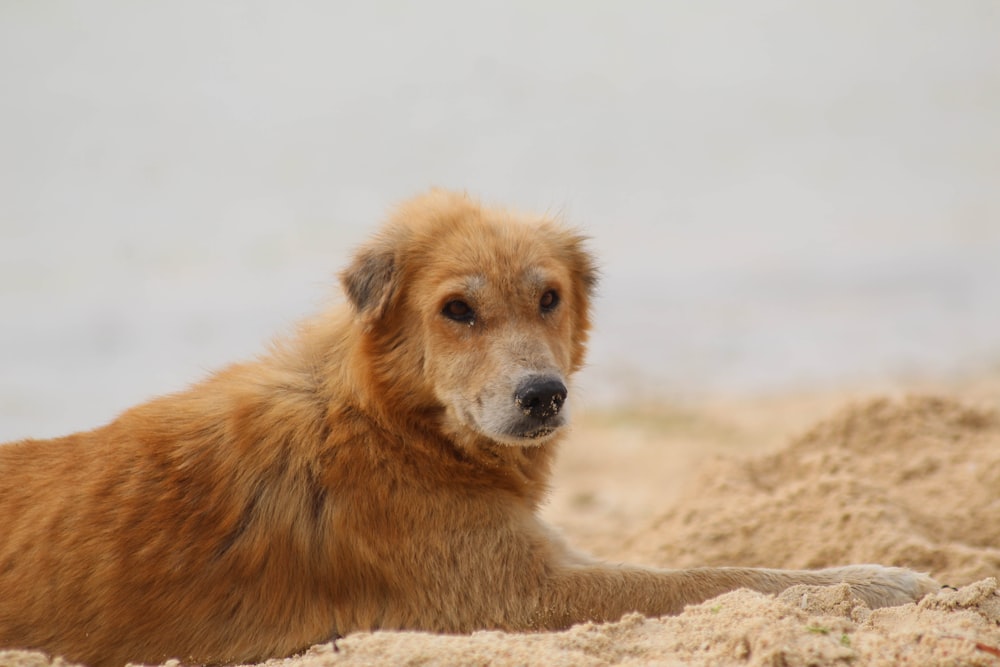Ein brauner Hund liegt auf einem Sandstrand