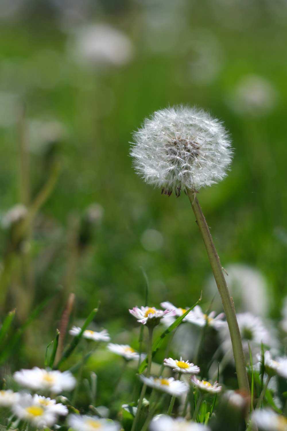 a close up of a dandelion in a field of grass