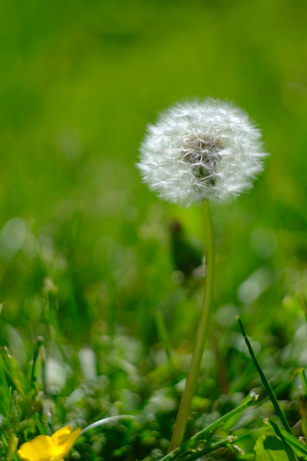 a dandelion sitting on top of a lush green field