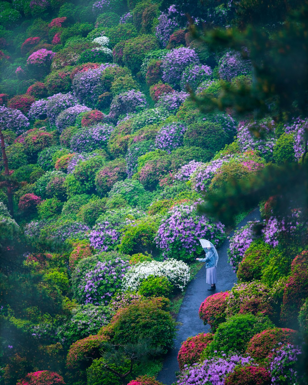 an aerial view of a woman walking through a forest of flowers