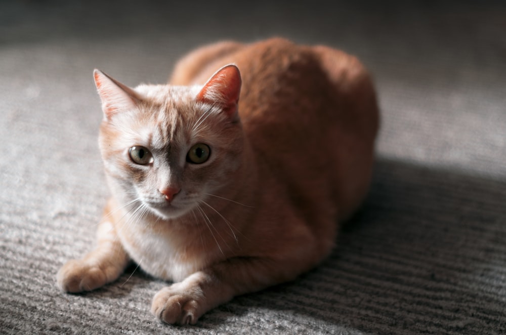 a cat laying on the floor looking at the camera