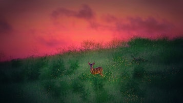 A serene landscape featuring a single deer standing amidst lush green grass on a hill. The sky is painted with vibrant hues of pink and purple, suggesting a sunset. The scene is tranquil and natural, with subtle highlights of yellow from small flowers scattered across the meadow.