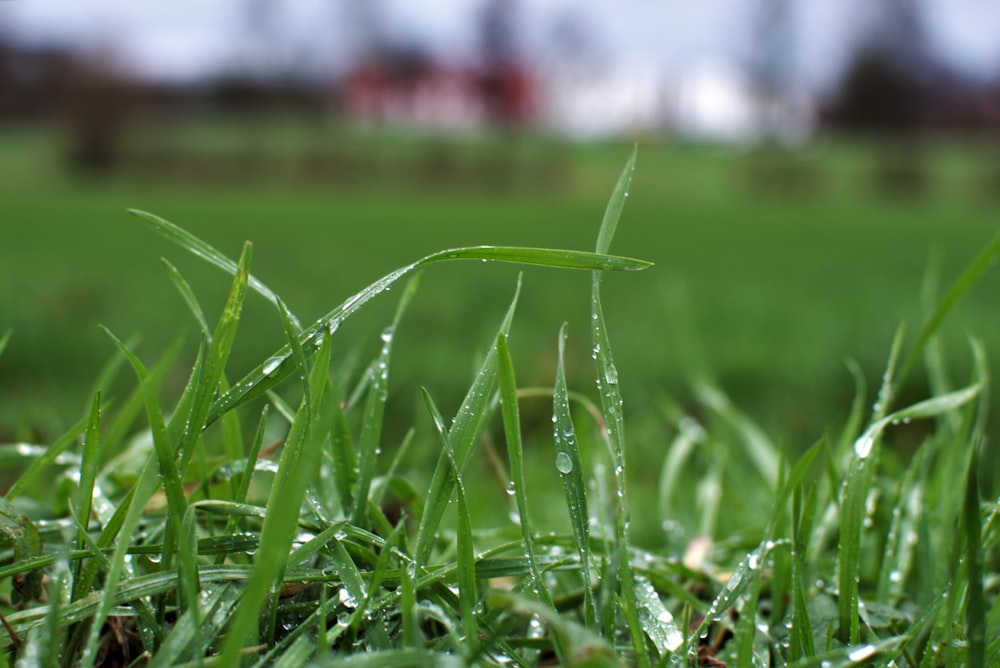 un primer plano de hierba con gotas de agua