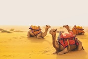 three camels are sitting in the sand in the desert