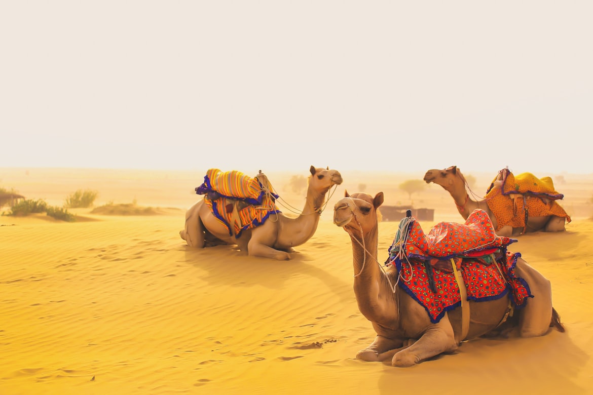 Popular activity in Rajasthan is going on a camel safari. India Travel Guide