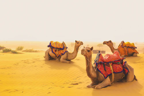 Camels resting on the dunes