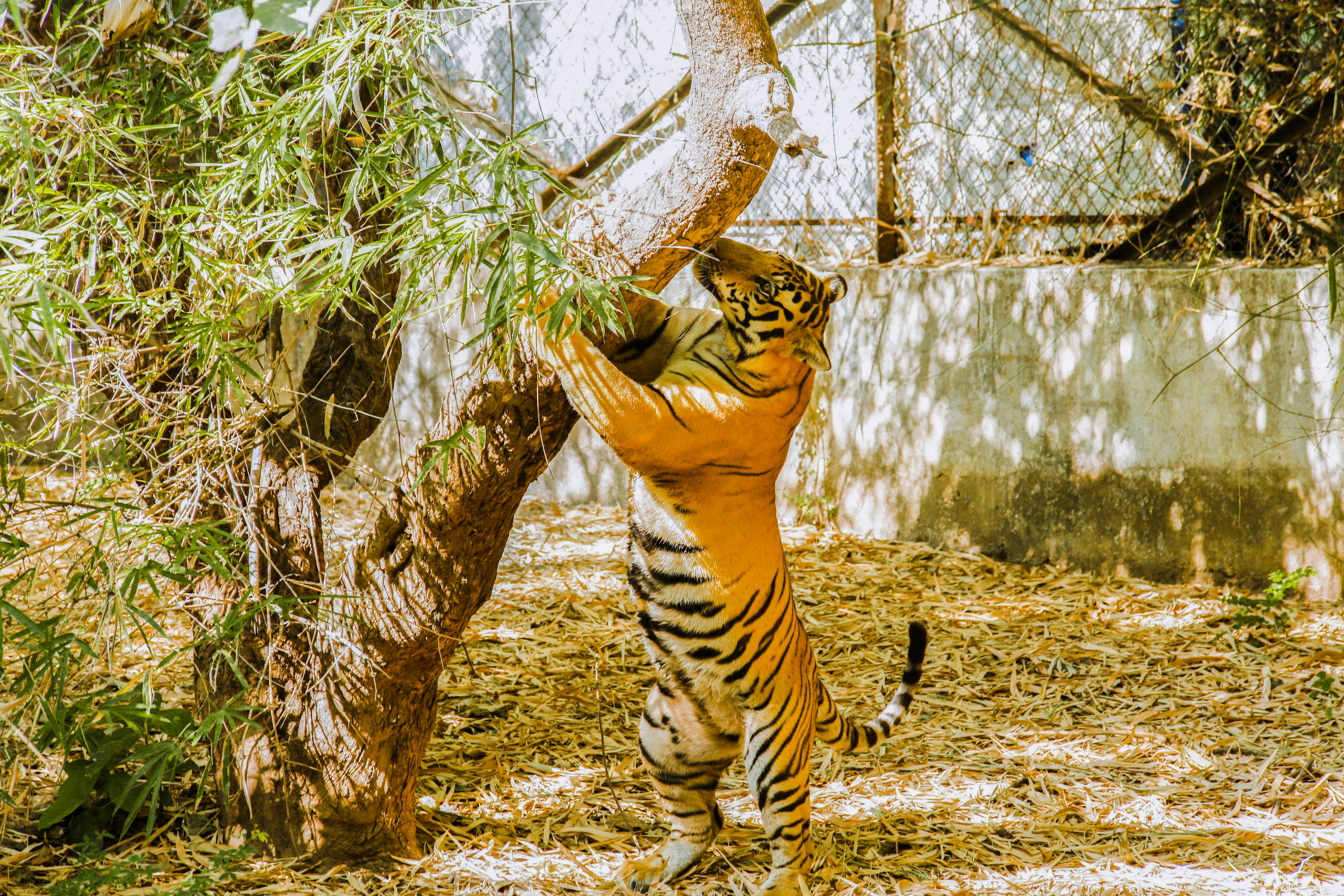 4. Avoiding Rival Tigers (image credits: unsplash)