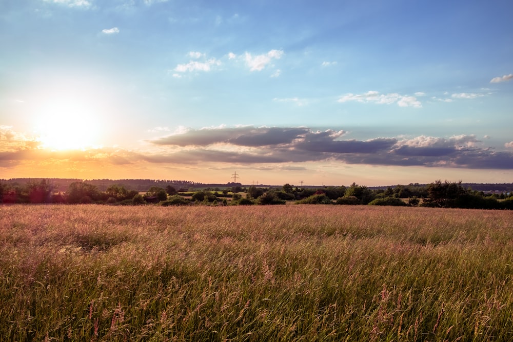 the sun is setting over a field of tall grass