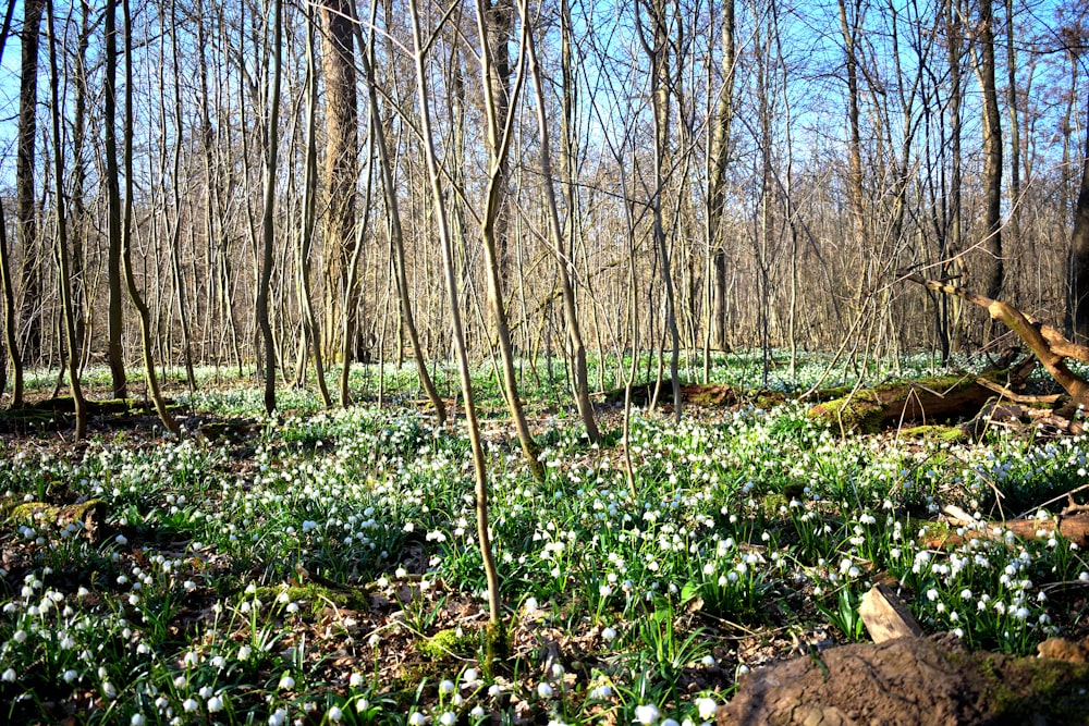 a forest filled with lots of green and white flowers