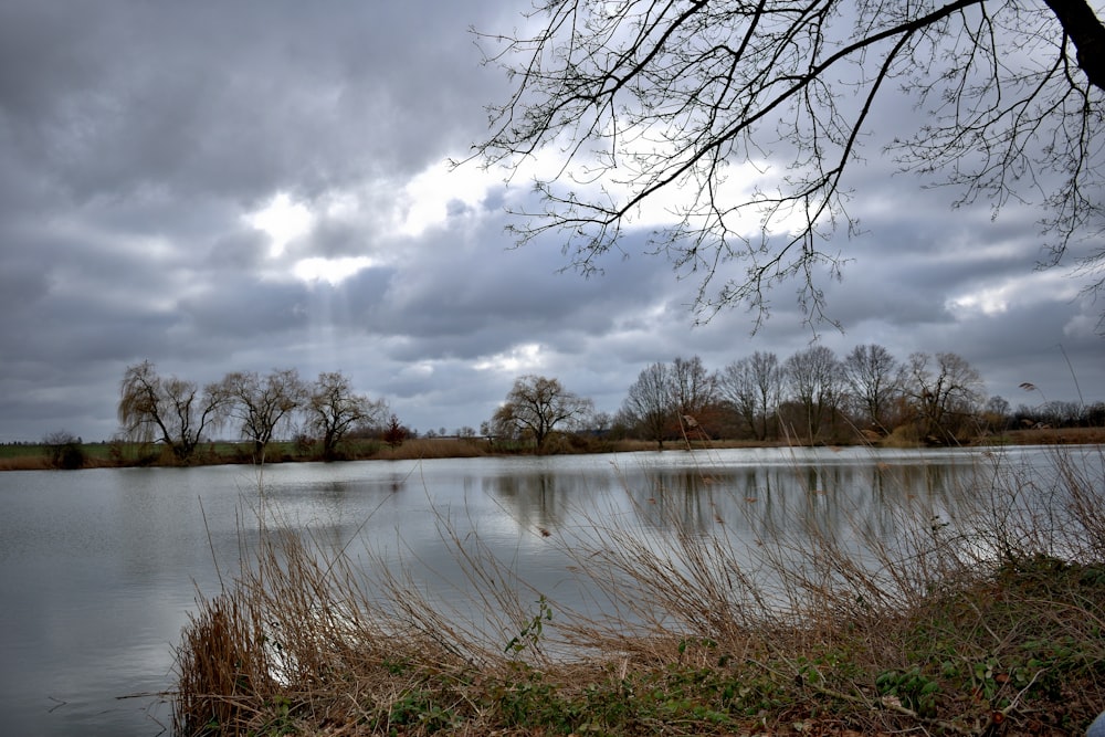 a large body of water surrounded by a forest