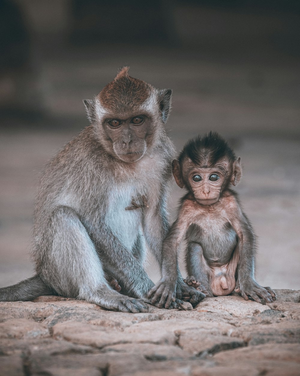 a baby monkey sitting next to an adult monkey
