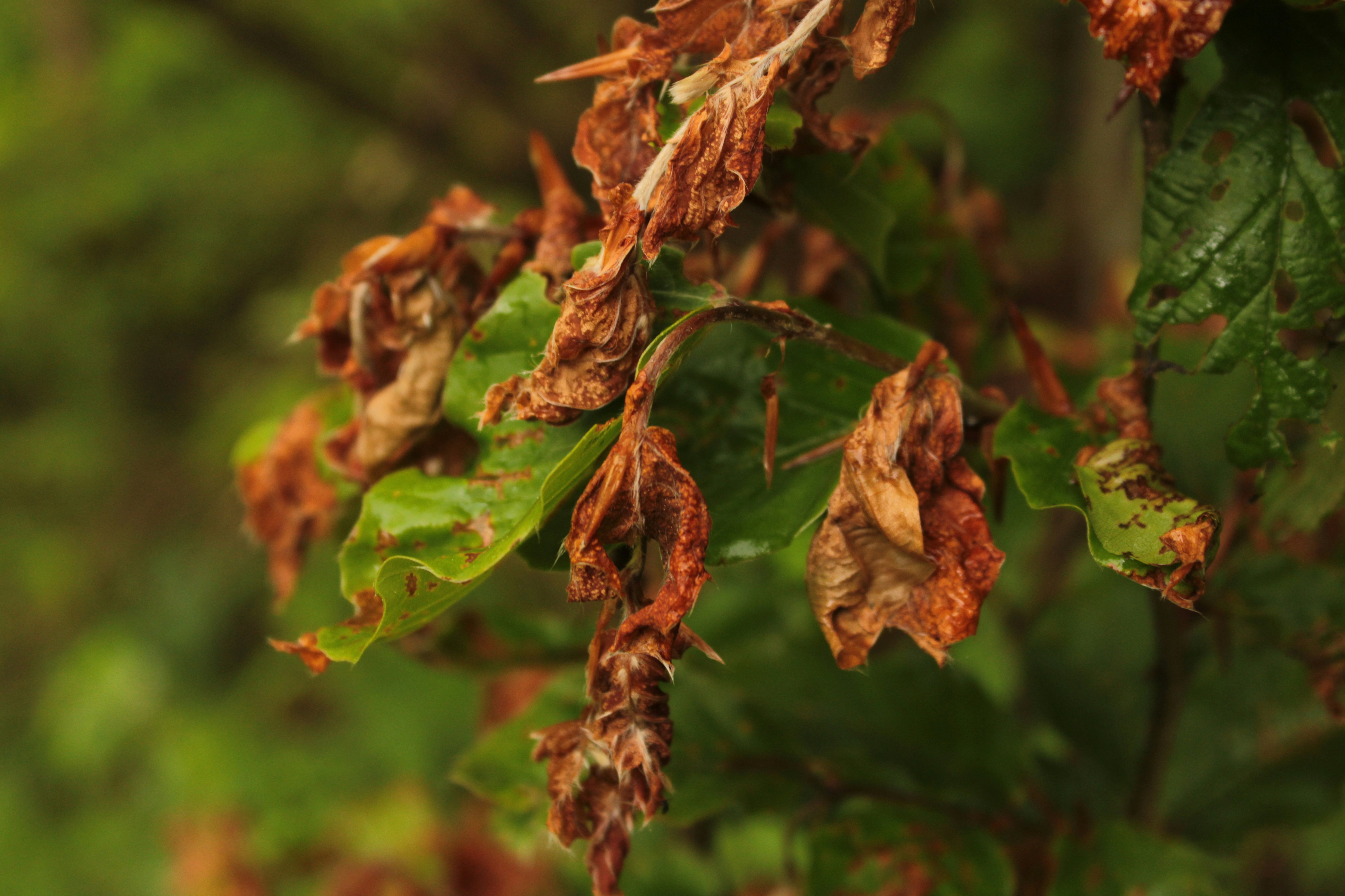 Photo by thorai9akira