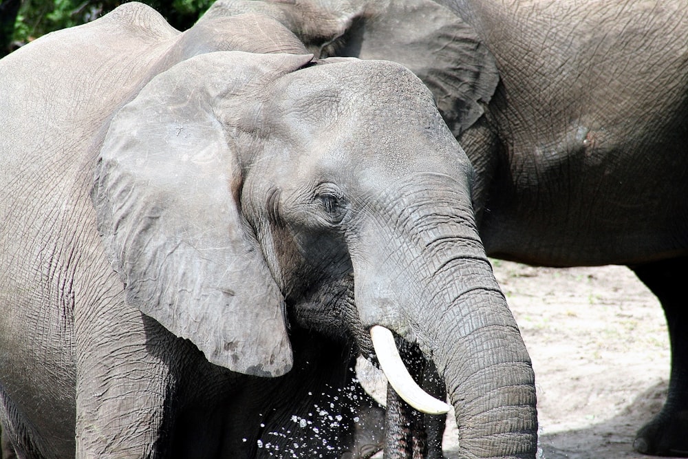 two elephants standing next to each other in a field