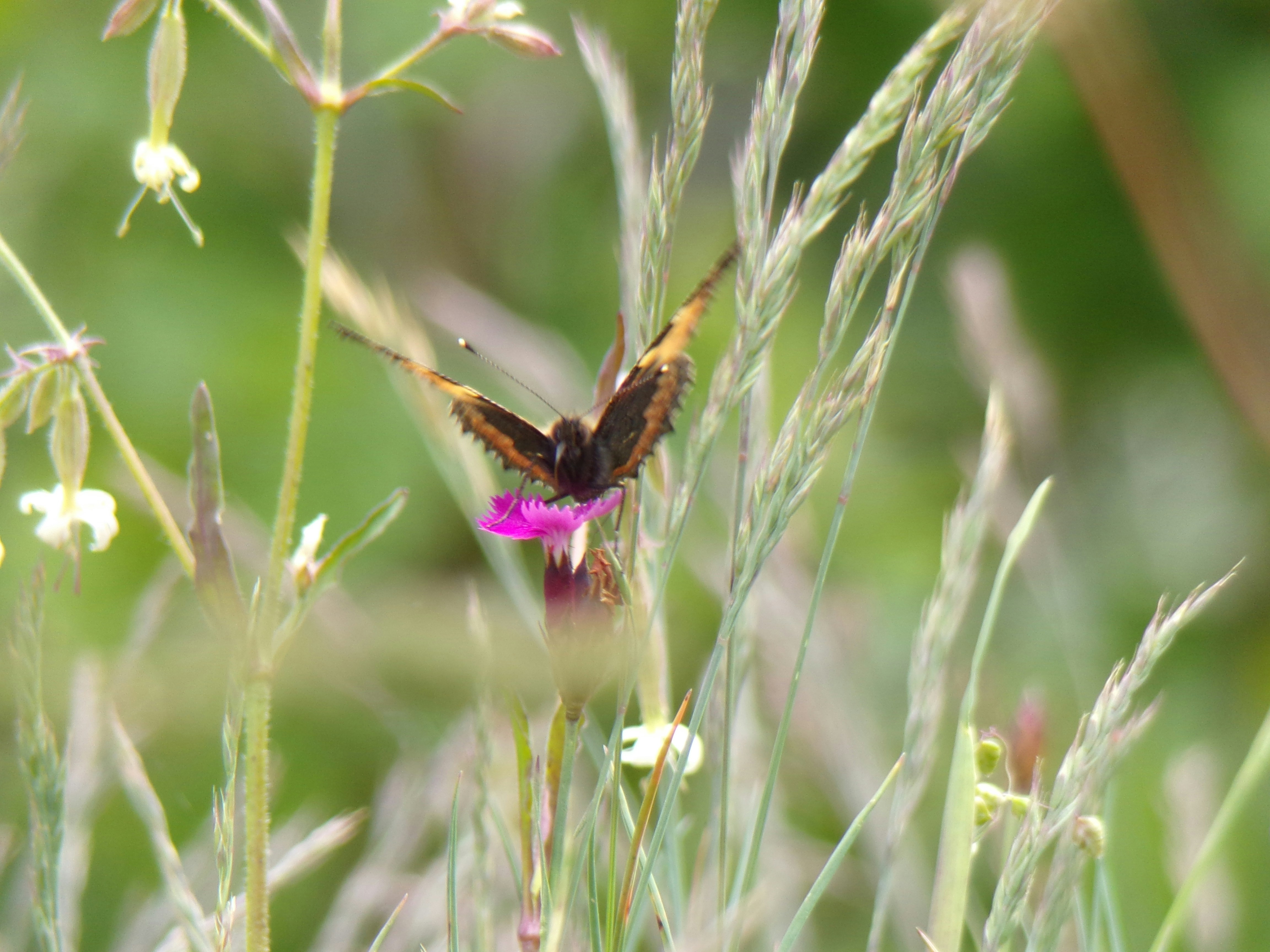 Photo by moonysquirrel