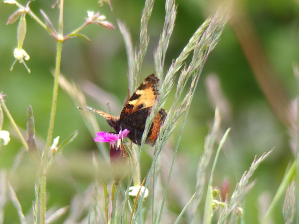 a brown and yellow butterfly sitting on a purple flower