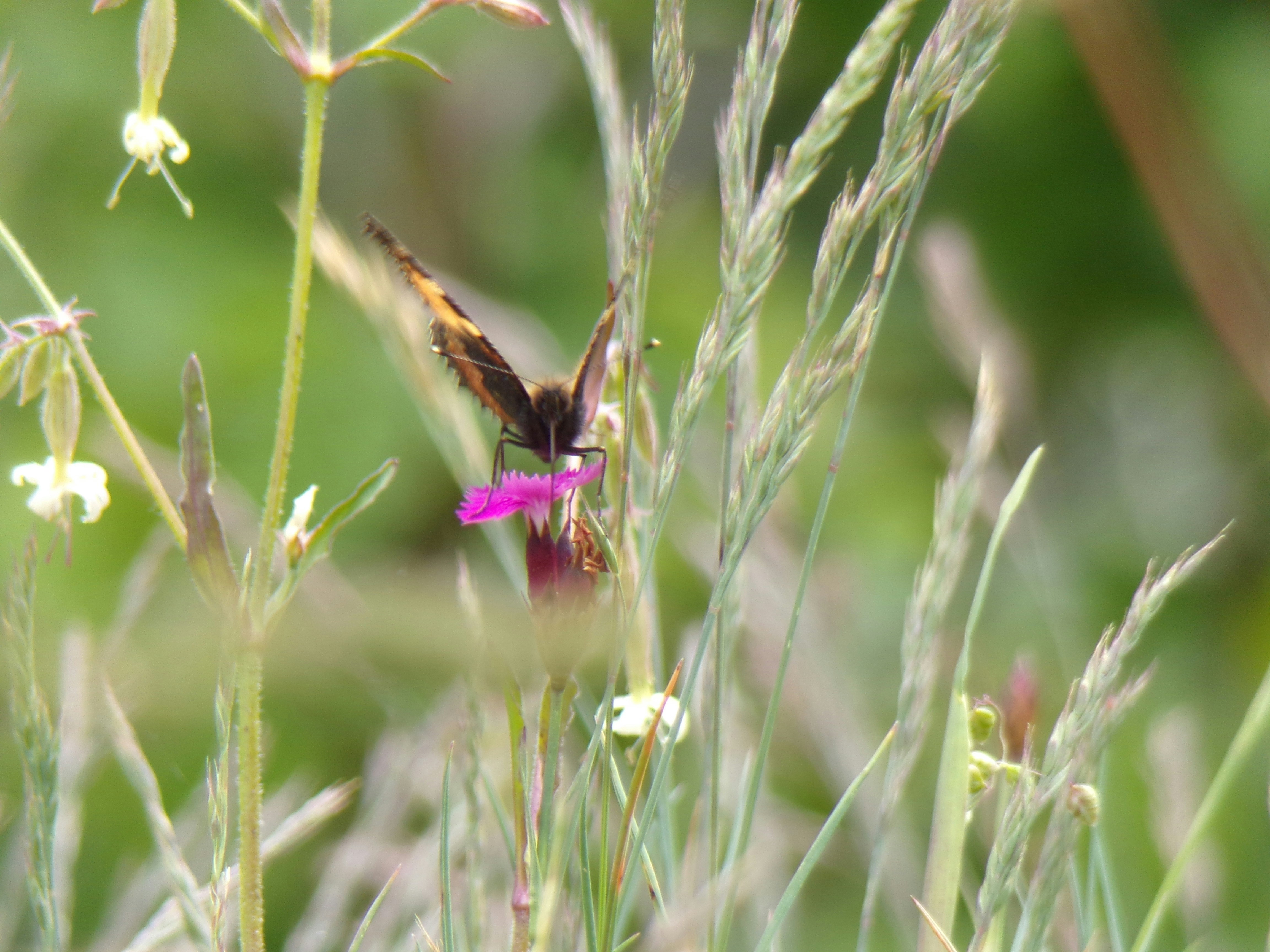 Photo by moonysquirrel