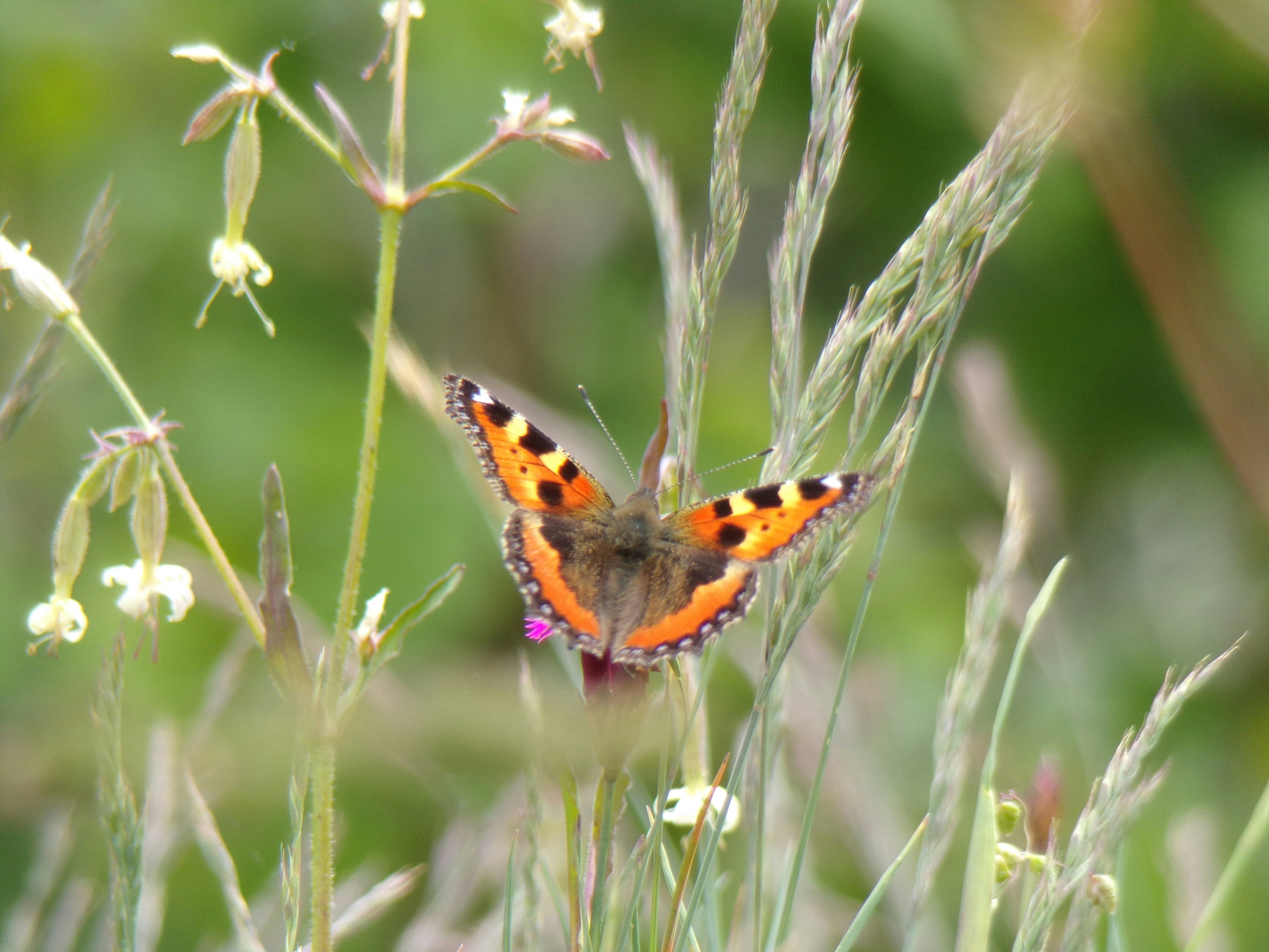 Photo by moonysquirrel