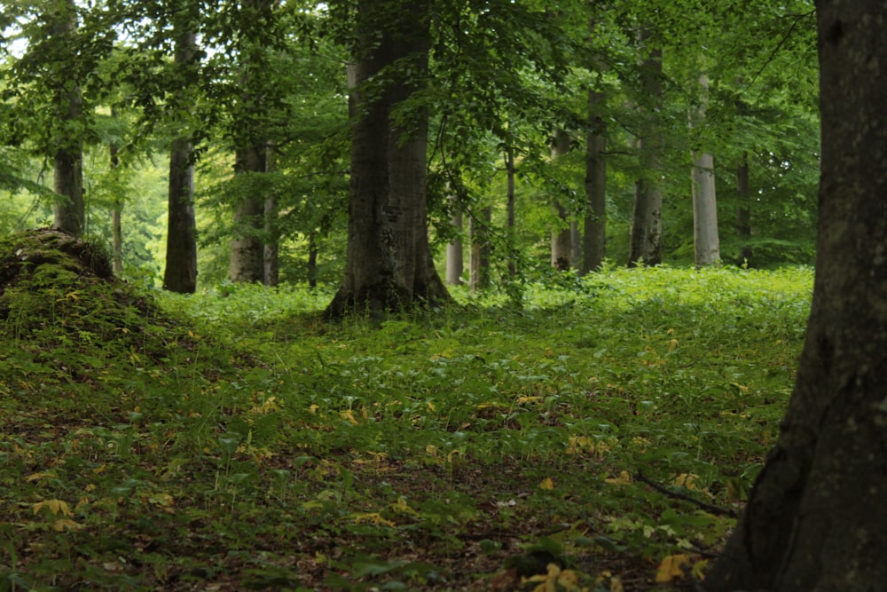 a lush green forest filled with lots of trees