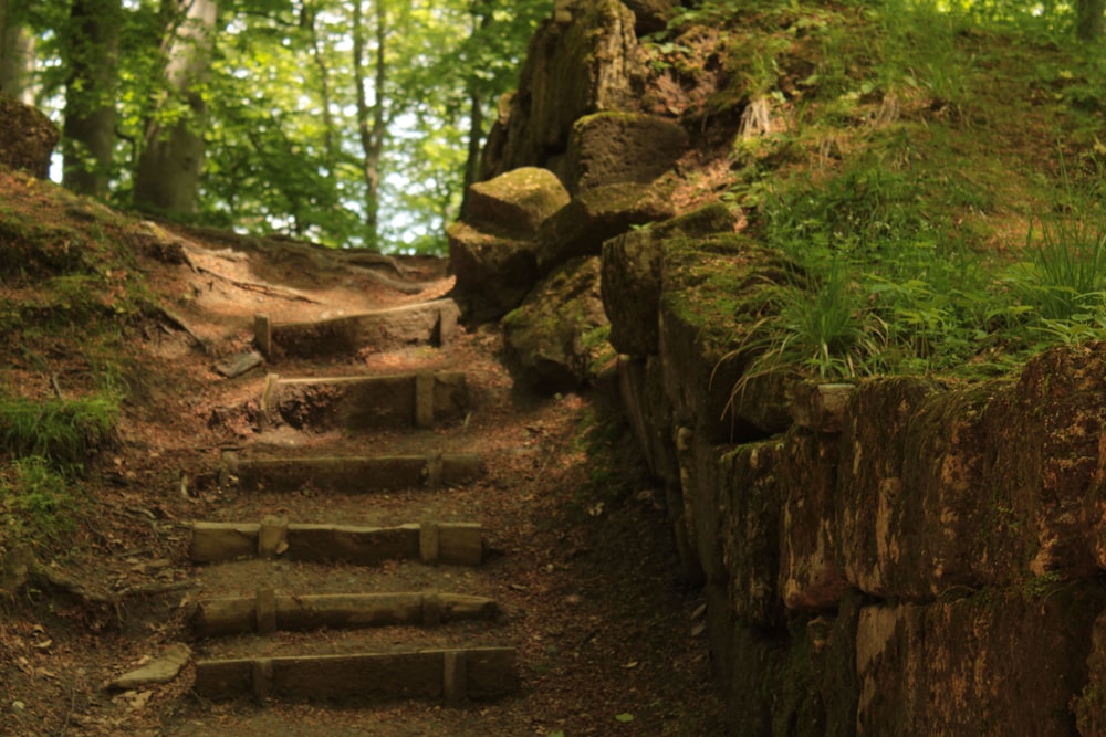 a set of stone steps leading up to a lush green forest