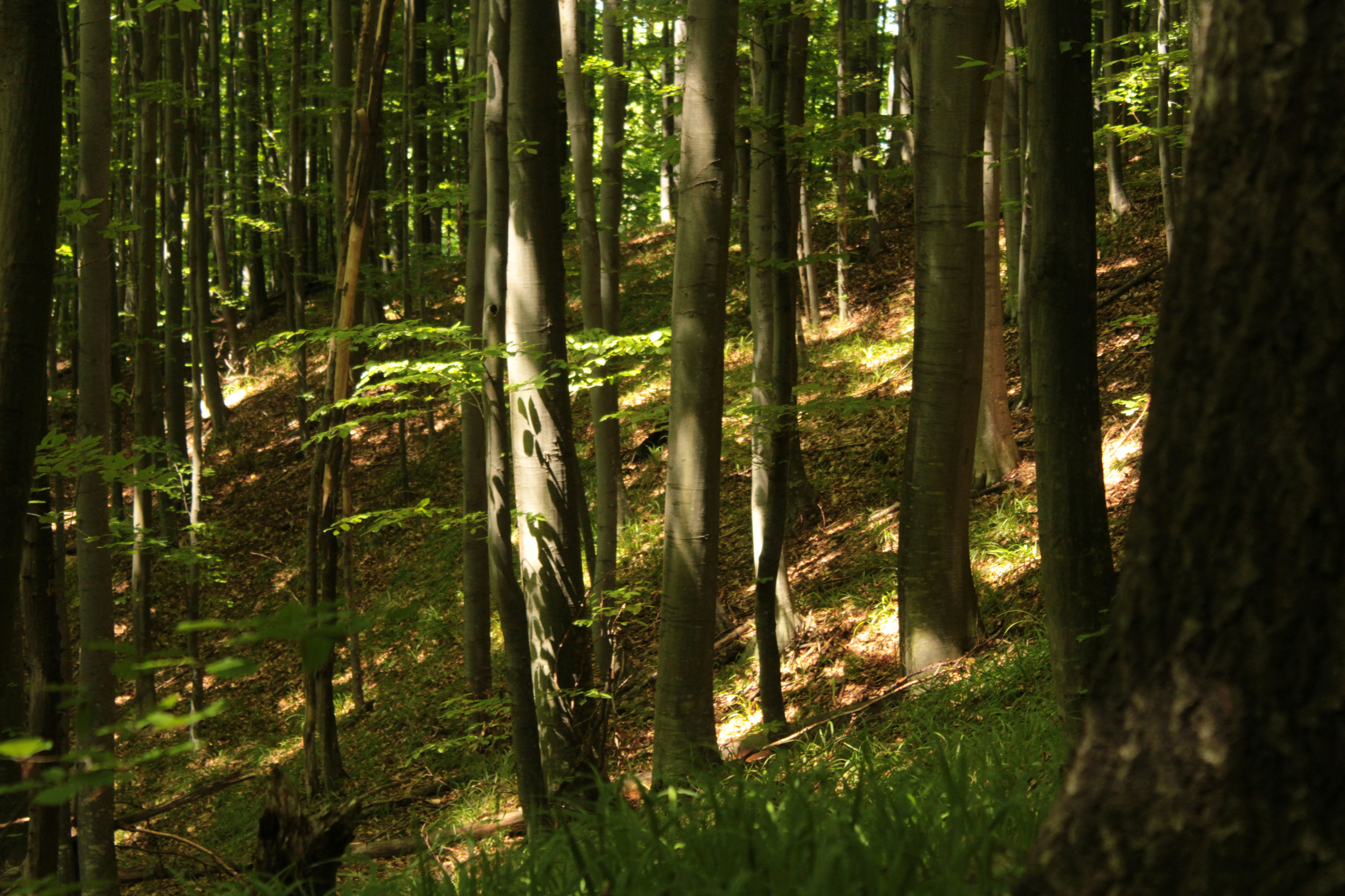 Photo by thorai9akira