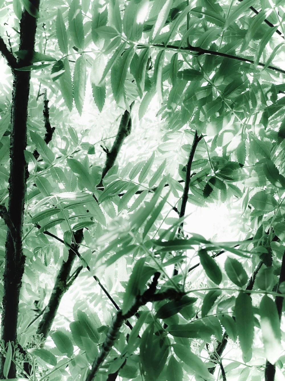 Una foto en blanco y negro de las hojas de un árbol