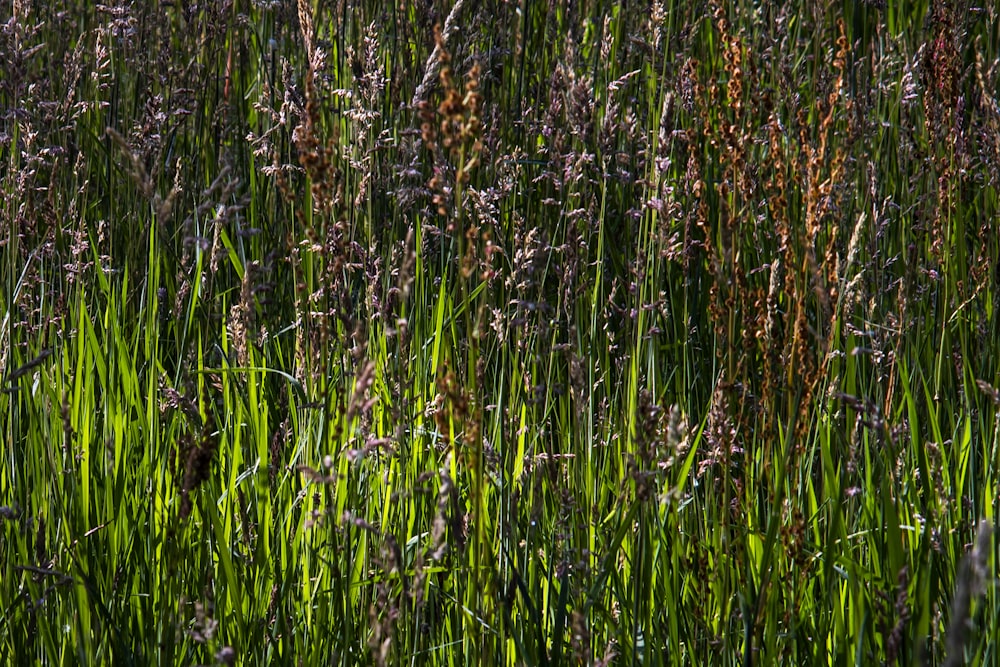 a field of tall grass with lots of purple flowers