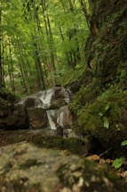 A tranquil forest scene with lush greenery and a gentle waterfall cascading over moss-covered rocks. The dense trees create a serene canopy, allowing dappled light to filter through.