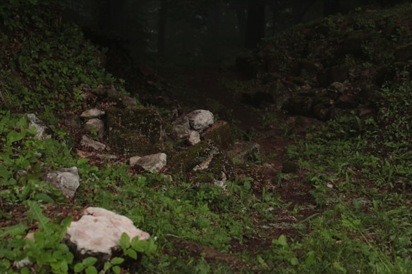 Moss-covered stones are scattered on a forest floor, surrounded by vibrant green foliage. The scene is dimly lit, suggesting a heavily wooded area, with a narrow path leading through dense vegetation. The atmosphere feels humid and untouched.