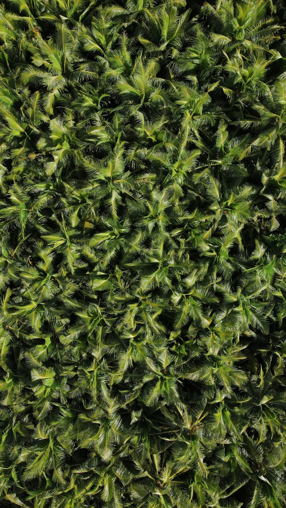 a close up of a green plant with lots of leaves