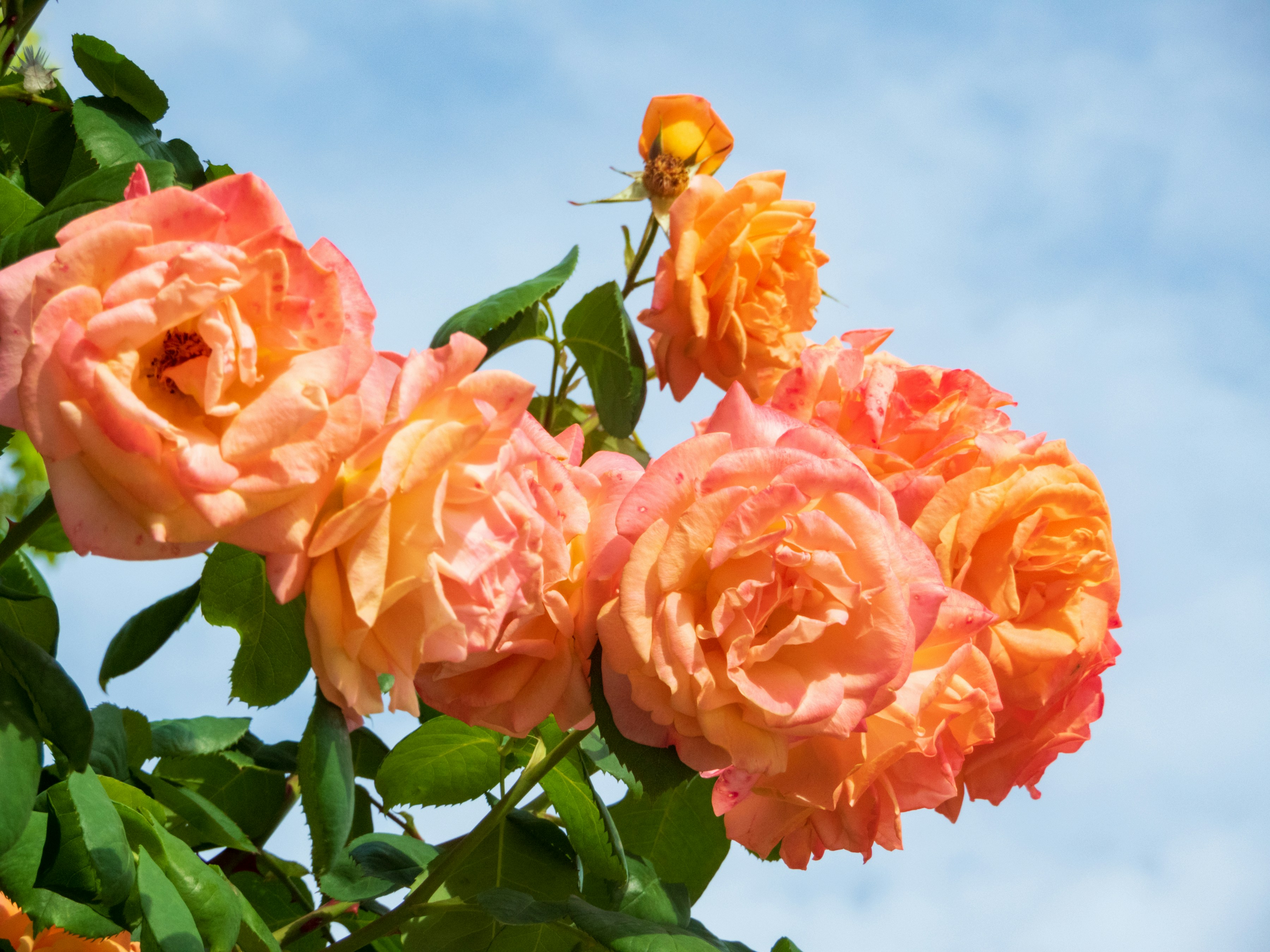 Photo by heppoko_yama