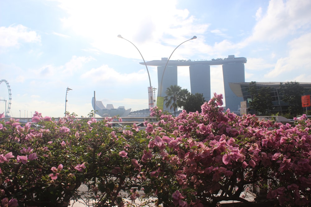 a bush of pink flowers with a ferris wheel in the background