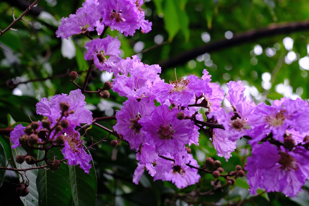 a bunch of purple flowers that are on a tree