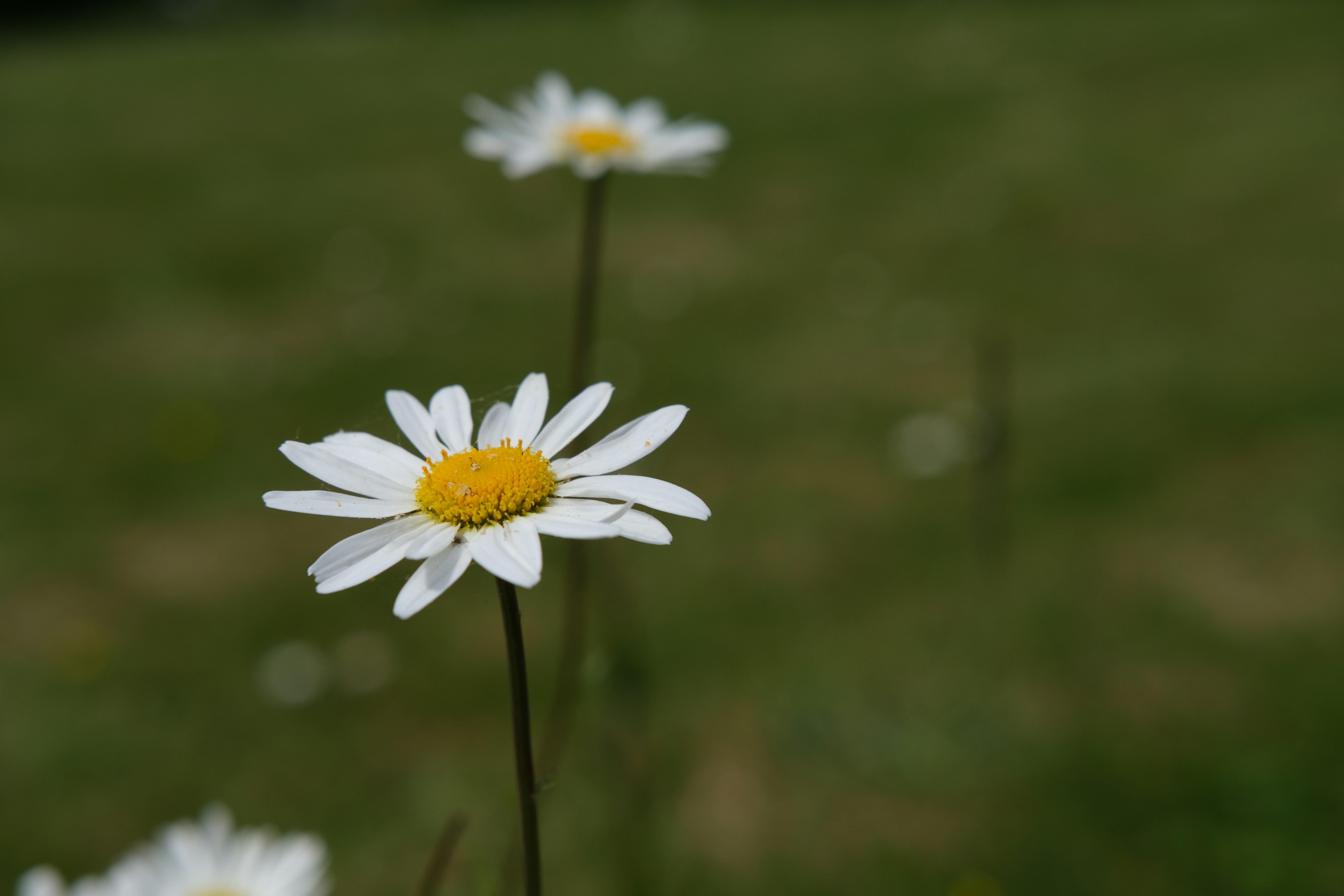 a group of daisies in a field of grass