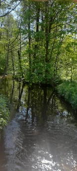 A serene morning scene with soft sunlight filtering through leafy trees beside a gently flowing stream.