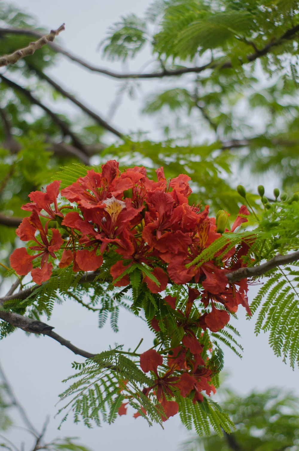 a bunch of red flowers hanging from a tree