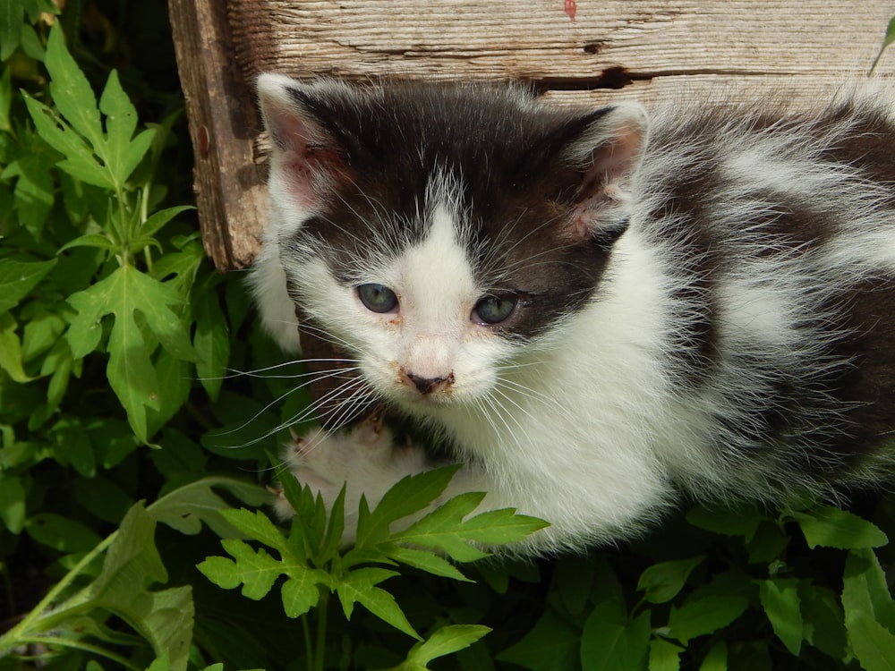 a black and white kitten sitting in the grass